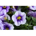 thumbnail image 4 of Amore 1.5G Petunia Purple Prince Live Plant Blooming Annual, 4 of 6