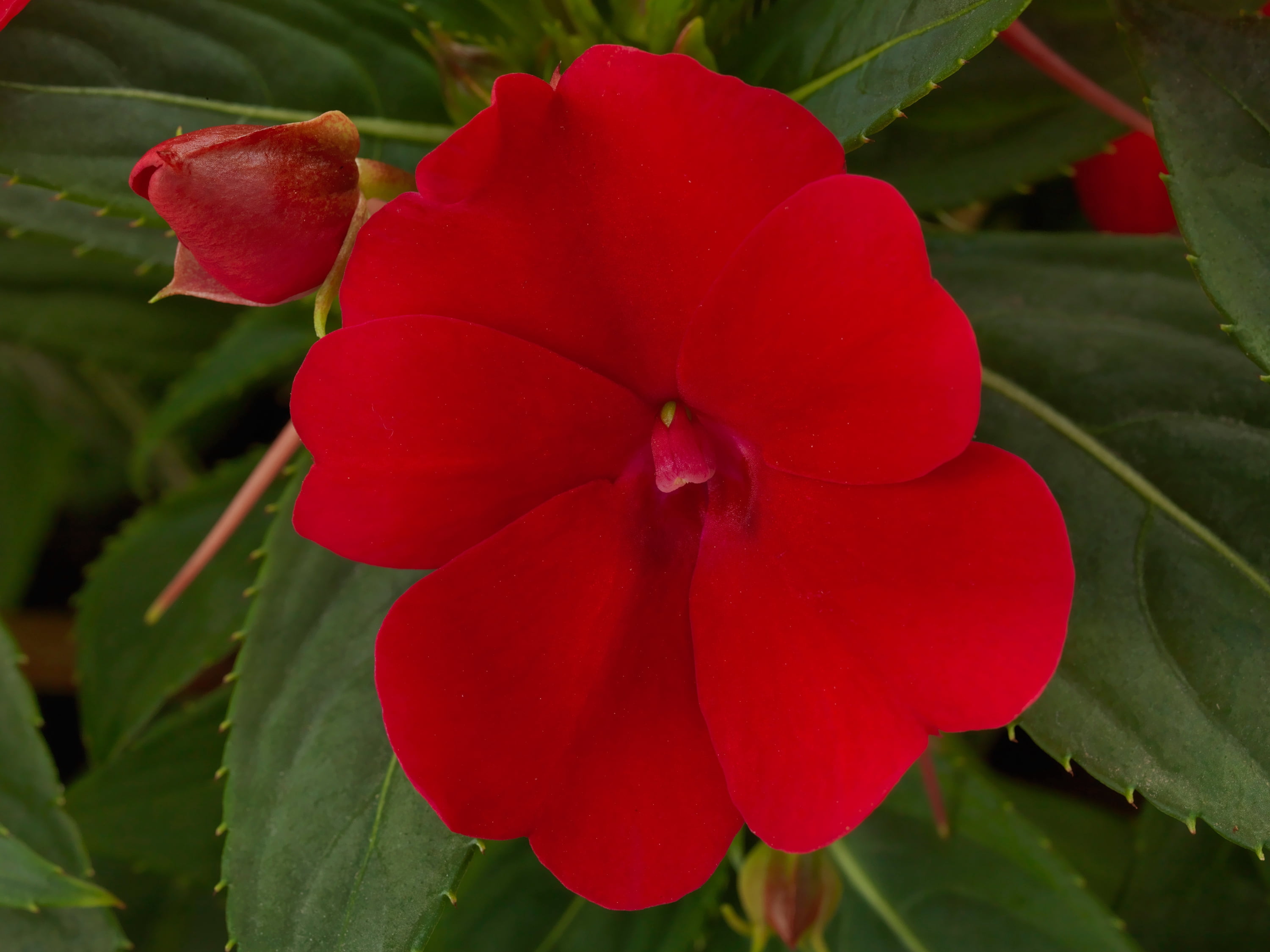 4 in. Sunpatiens® 'Compact Fire Red' Live Annual with Full Sunlight - 4 Piece