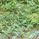 thumbnail image 4 of unbranded Trellis De Planta Negro Para Uso Diario Con Malla Resistente Y Soporte Robusto, 4 of 8