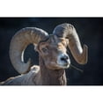 thumbnail image 2 of The Yellowstone Collection 14x11 Black Modern Framed Museum Art Print Titled - Bighorn sheep, Lamar Valley, Yellowstone National Park, 2 of 4