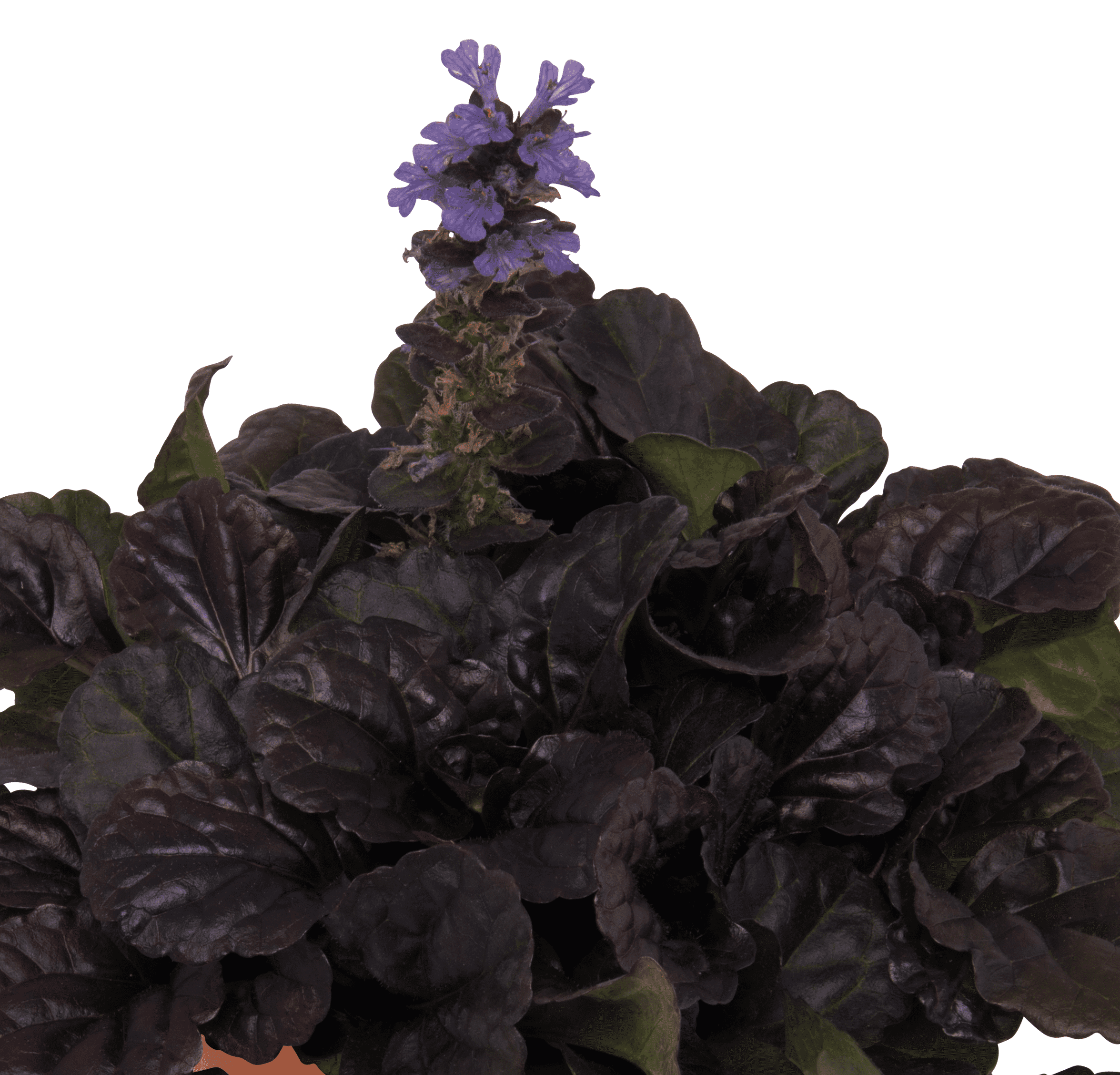 Expert Gardener Outdoor Live Plant Ajuga Bugleweed Purple 2.5QT, Part Shade