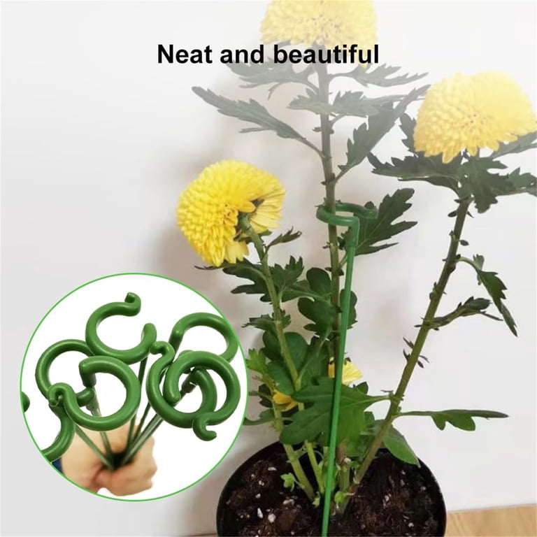 bergamot plant for tea Bergamot Seeds for Planting