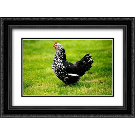 Domestic Chicken, Gournay hen, standing on grass, Normandy, France 2x Matted 24x18 Black Ornate Framed Art Print by Lacz,