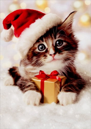 Avanti Press Precious Kitten With Santa Hat Box of 10 Christmas Cards - Walmart.com