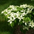 thumbnail image 6 of Brighter Blooms - White Kousa Dogwood, 6-7 ft. - No Shipping To AK, AZ, FL, HI, 6 of 6