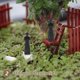 thumbnail image 4 of 2pcs Mini Ninja Figurines Decorative Ninja Statues Home Office Decoration Mini Action Figures, 4 of 4