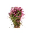 thumbnail image 2 of 4 Modelo De Flor De Cubierta Mini Para Diseño De Paisaje De Fucsia Baoblaze Paisaje Modelo de paisaje Cubierta de suelo Modelo de flor Fucsia 4 piezas, 2 of 7