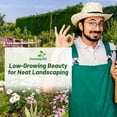 thumbnail image 5 of Outsidepride Low Grow Wild Flower Plant Seeds, Mix, 5 of 5