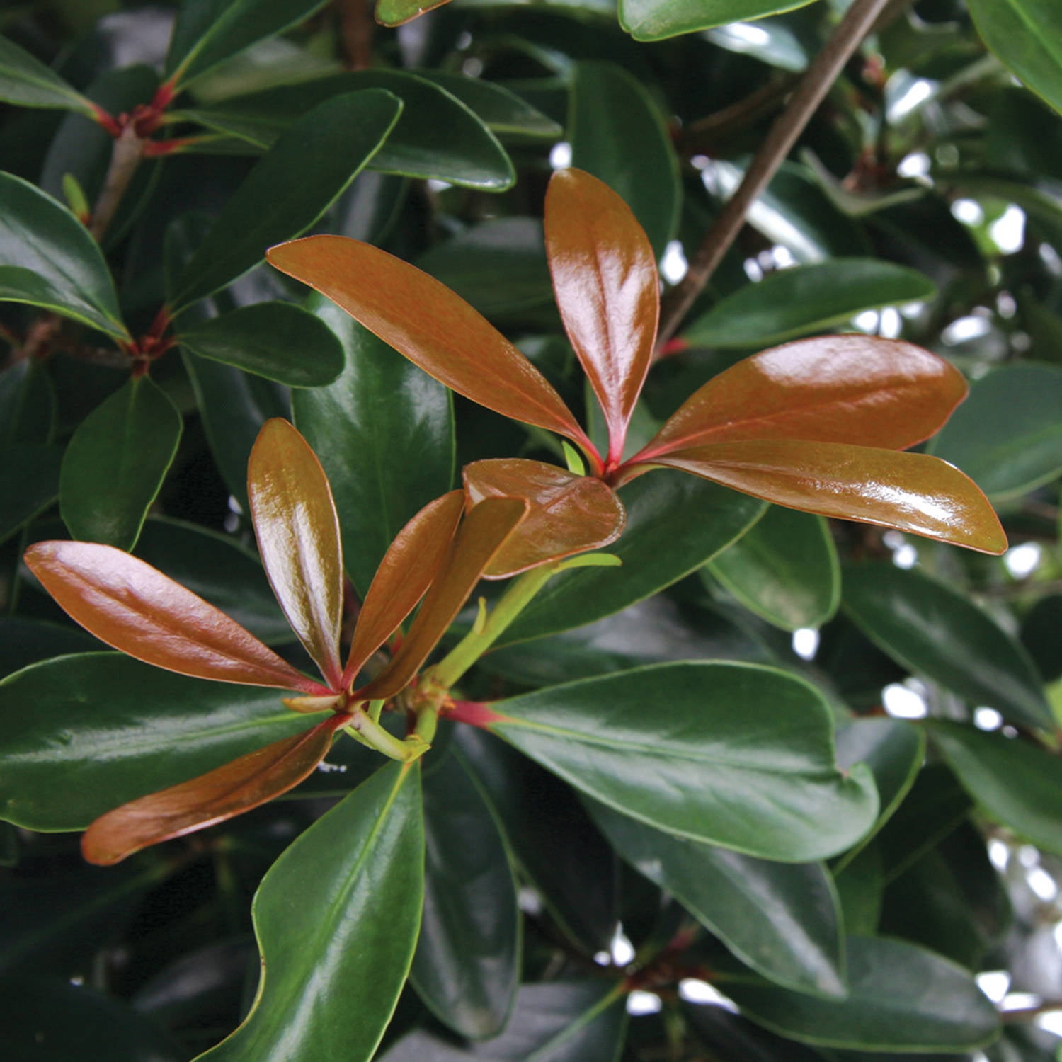 Southern Living LeAnn Cleyera Live Shrub in 3-Gallon Grower Pot