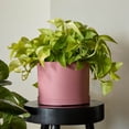 thumbnail image 2 of Bloem Mathers 8" Plastic Planter - Modern Indoor Pot with Drainage Hole and Saucer Tray, Dusty Rose, 2 of 6