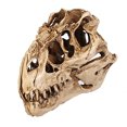 thumbnail image 2 of Lubelski Resin Crafts Dinosaur Tooth Skull Fossil Teaching Skeleton Model, 2 of 7
