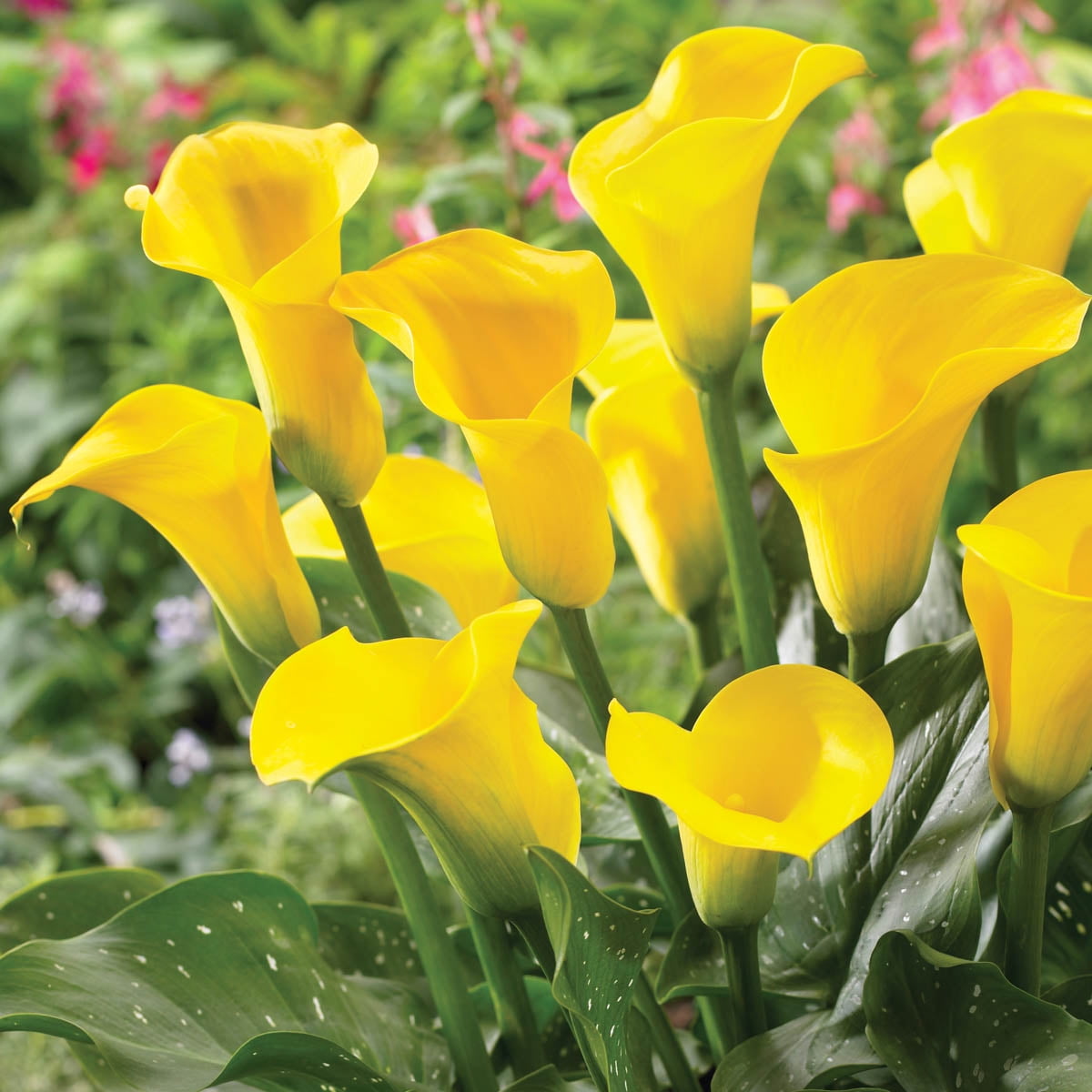 Millennium Gold Calla Lily Dormant Bare Root Bulbs (5Pack)