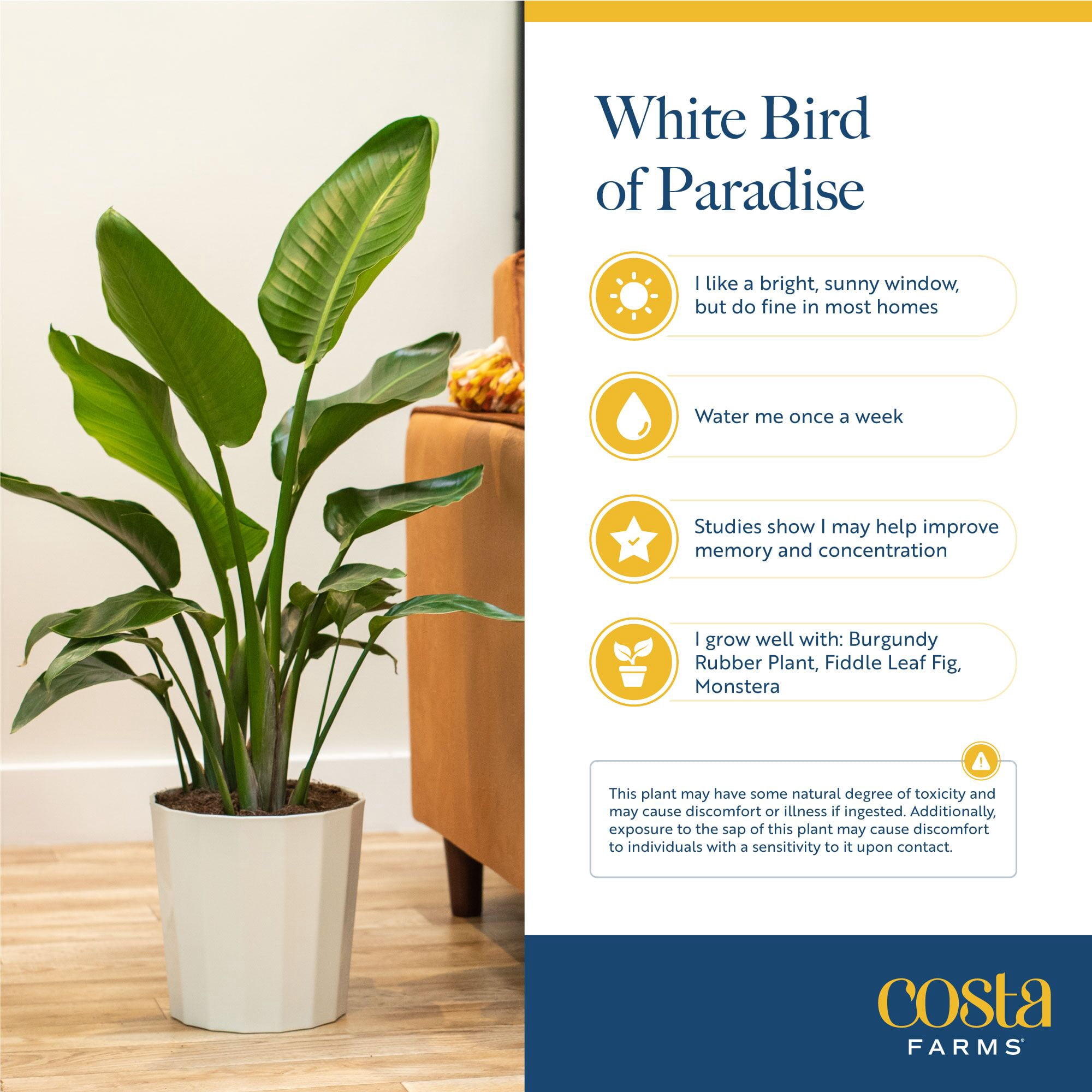 Costa Farms 36" White Bird of Paradise Live House Plants in 10" Grower Pot