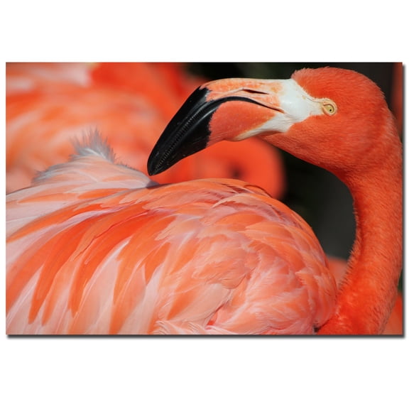 Trademark Fine Art "Pink Flamingo" Canvas Art by Patty Tuggle
