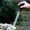 Black, variant on WMTOKK Plant Water Transfer Pipette Garden Tool Large Capacity Dropper For Flower Pot Tray Water Removal Gardening Maintenance Tool