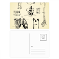 thumbnail image 1 of Esqueleto humano Medical sketch Set cumpleaños gracias tarjeta postal correo lado 20pcs, 1 of 3