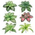 thumbnail image 4 of Artificial Ferns | Ngxiha Faux Greenery Plants, Plastic Greenery for Indoor & Outdoor Decor, Uv Resistant, Faux Plants Bushes for Outdoor Patio Garden Front Porch Yard Decor - New Style Aglaonema, 4 of 9