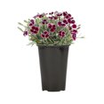 thumbnail image 6 of Expert Gardener 1.5PT Pink Dianthus Live Perennial Plant Sun, 6 of 9
