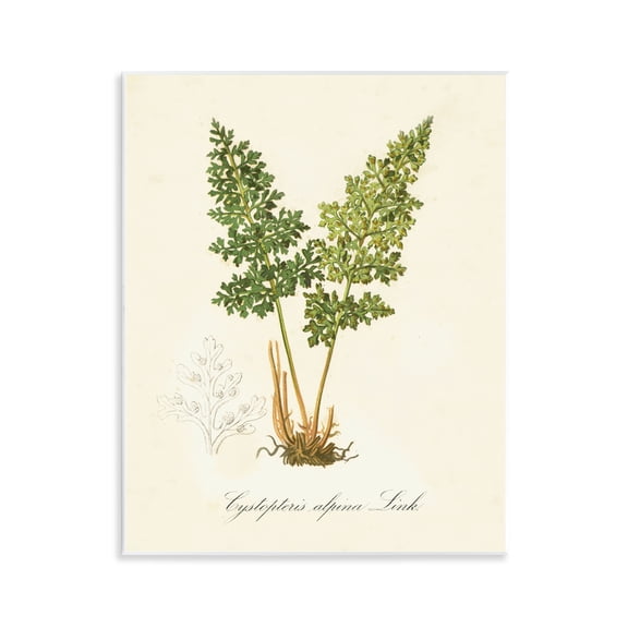 Stupell Industries Biological Plant Study Plants & Flowers Painting Unframed Art Print Wall Art, 11 x 14