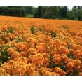 thumbnail image 5 of Siberian Wallflower, 400 Flower Seeds, Non-GMO, Isla's Garden Seeds, 5 of 7