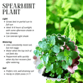 thumbnail image 4 of Set 4 Spearmint Plants Live, 4-6 Inches Tall, Mint Live Plants, Culinary Herb for Indoor or Outdoor Planting, 4 of 5
