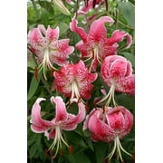 5 Uchida Rubrum Lilium/ Wild Lily of Japan Bulbs
