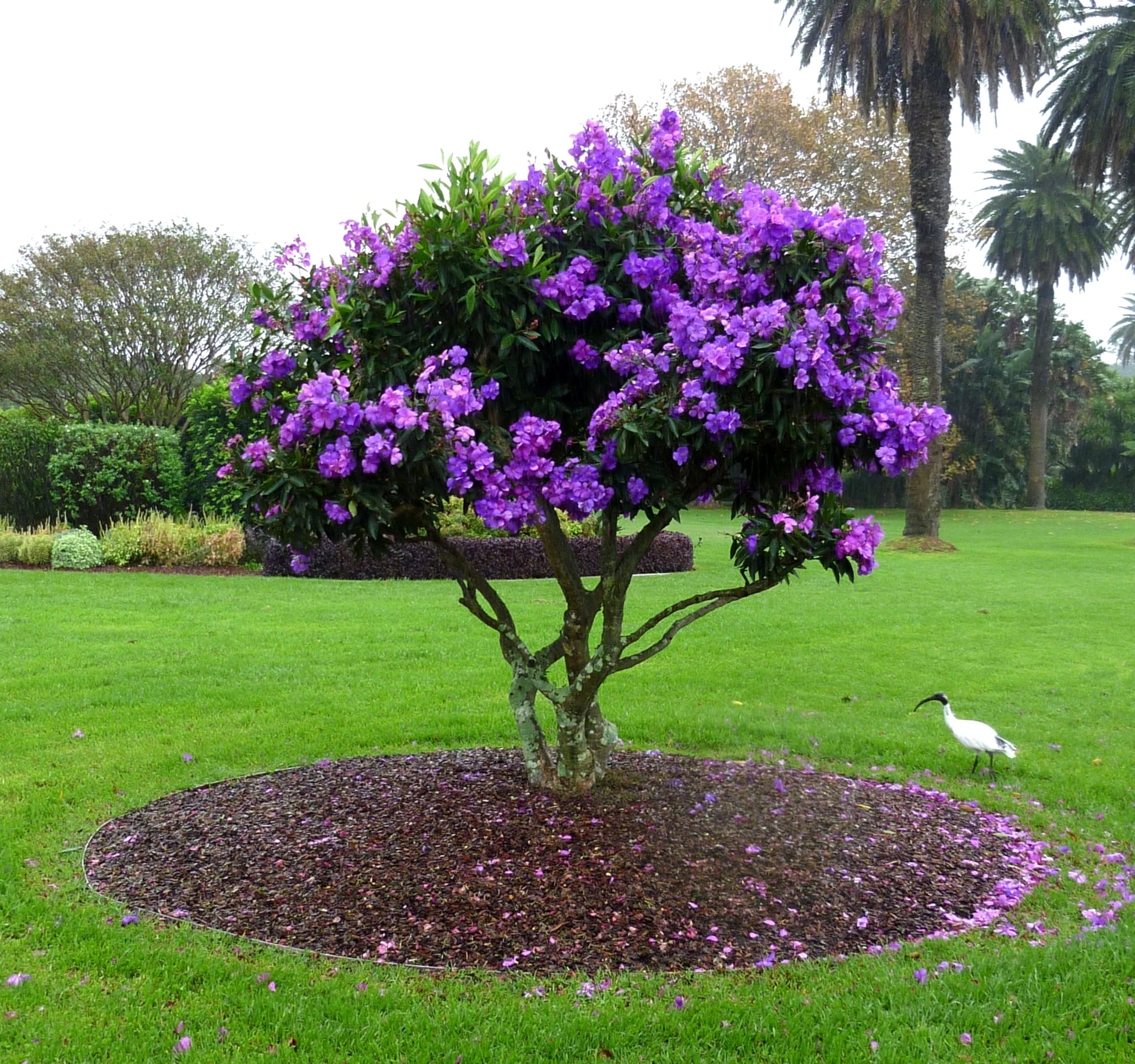 Tibouchina Dwarf Princess Flower I 10 Live Plants I Lepidotal Compact Size, Eye-Catching Purple Blooms, Heat-Tolerant, Ideal for Small Gardens and Containers