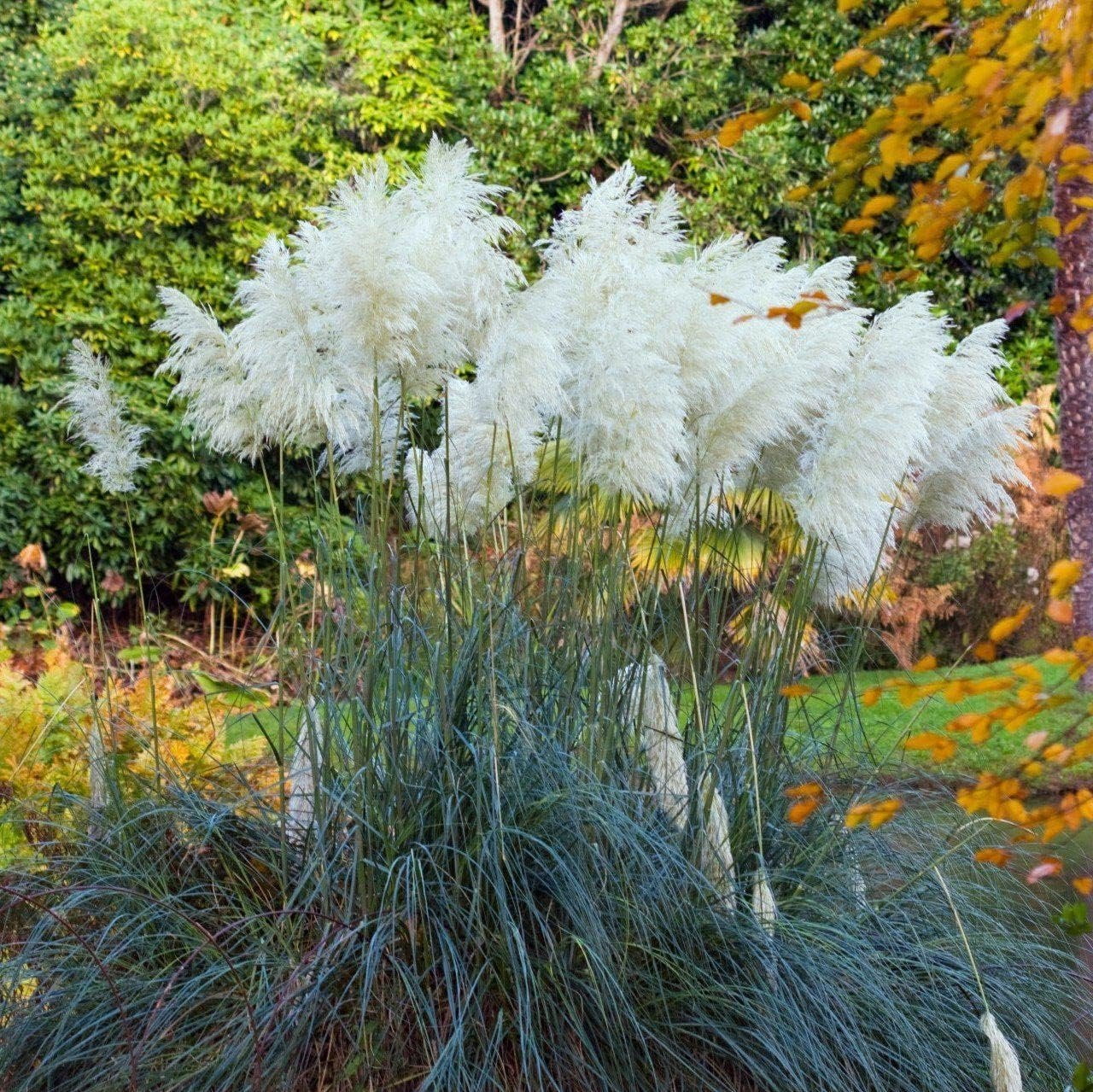 CORTADERIA PAMPAS DYED BLACK 140cm