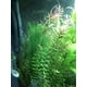 thumbnail image 5 of Decoración para acuario SSuperp 3 PIEZAS Plantas acuáticas verdes artificiales 30 cm, 5 of 5
