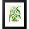 thumbnail image 2 of Jean Jules Linden 19x24 Black Modern Framed Museum Art Print Titled - Odontoglossum Maxillare (1885-1906), 2 of 5