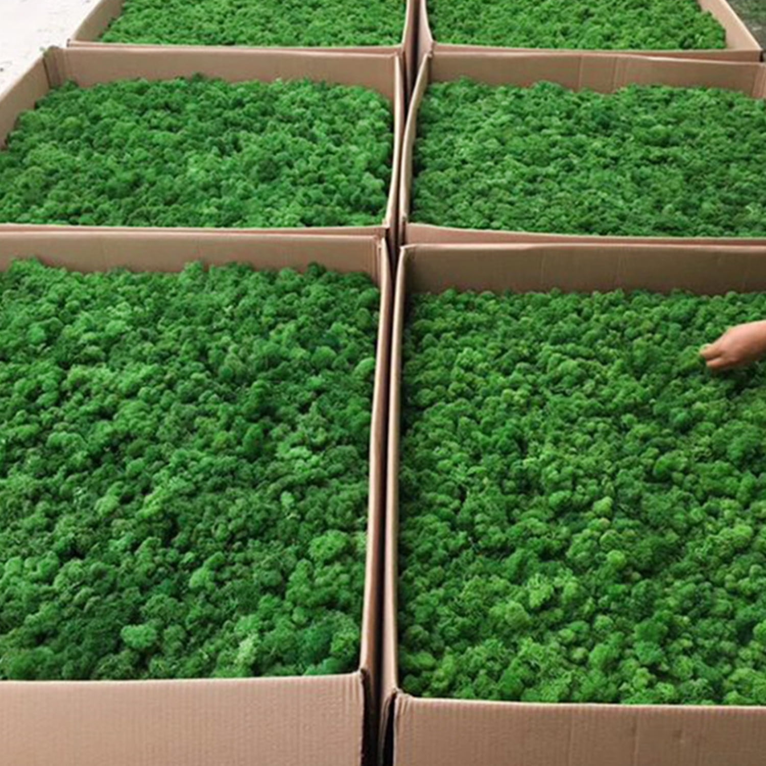 (Yellow Green, 500g) Carrep Preserved Moss Wall Decor Real Preserved Moss No Maintenance Required Naturally Preserved Moss Home Wall Party Festivals C