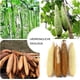 thumbnail image 5 of Esponja Vegetal Xihbxyly para Baño Exfoliar en Rodajas Finas, 5 of 7