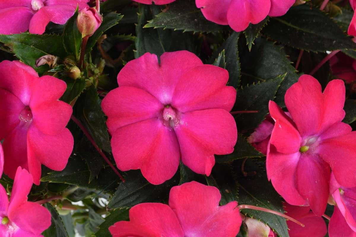 Sol Luna Electric Pink' New Guinea Impatiens  8" Pot
