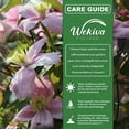 thumbnail image 6 of Clematis Montana Rubens - 3 Live Starter Plants in 2 Inch Growers Pots - Starter Plants Ready for The Garden - Rare Clematis for Collectors, 6 of 6