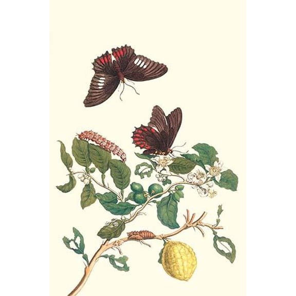 Swallowtail on a Mexican Lime Tree-Fine Art Canvas Print (20" x 30")