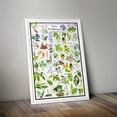 thumbnail image 4 of Iowa Wildflowers Poster - Native Woodland Blooms - Educational Science Chart of Iowa Flowers, 4 of 5