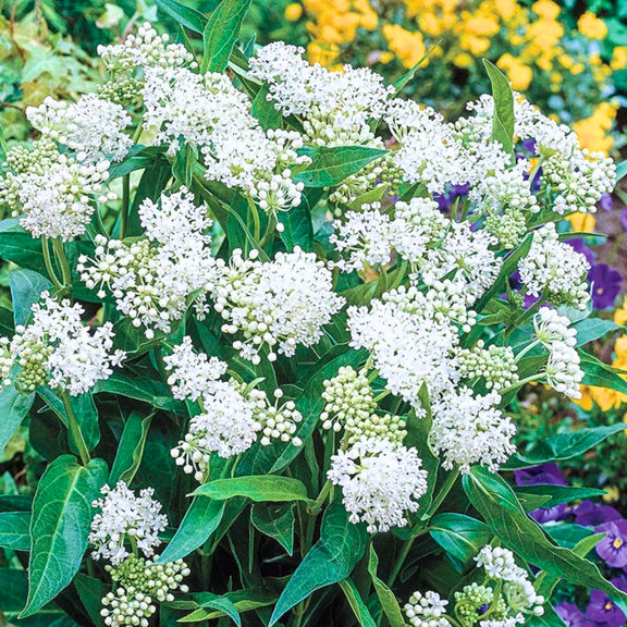 2 Butterfly Milkweed Plants Live, White Milkweed Live Plants, Asclepias Tuberosa Plants, 4-9" Height for Outdoor Planting