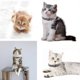 thumbnail image 5 of Collar ajustable para gatos con cierre de seguridad, tira reflectante y cascabel, diseño de huella de pata, banda suave para el cuello para gatitos y cachorros (gris, 1 pieza). Rkxzt, 5 of 8