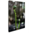thumbnail image 2 of Trademark Fine Art "Fern Unfolding" Canvas Art by Kurt Shaffer, 2 of 2