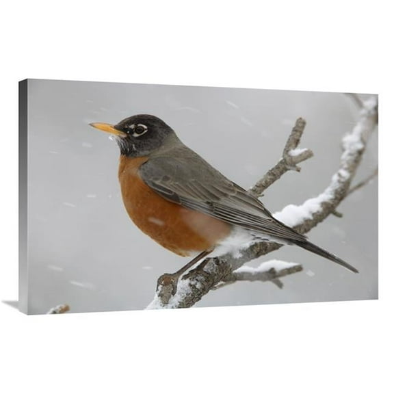 24 x 36 in. American Robin Perching in Snow Storm, North America Art Print - Tim Fitzharris