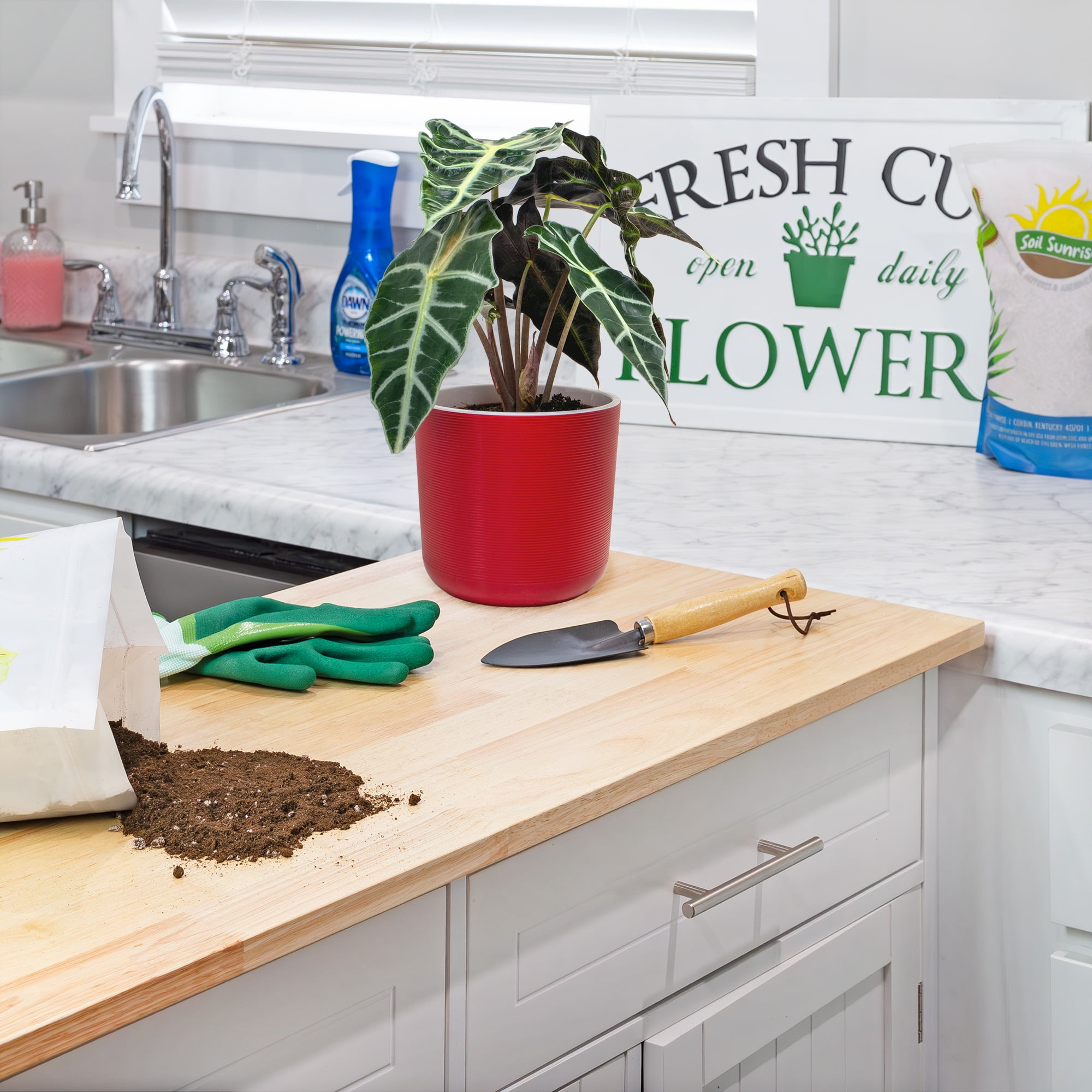 Elephant Ear Potting Soil Mix (8 Quarts), Colocasia and Alocasia Potted Plant Blend