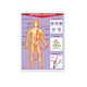 thumbnail image 1 of Póster Sistema Linfático Educatodo B-0065-I, 1 of 2