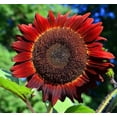 thumbnail image 2 of Sunflower Seeds for Planting - Grow Red Velvet Queen Sun Flowers in Your Garden - 25 Non GMO Heirloom Seeds - Full Planting Instructions for Easy to Grow - Great Gardening Gifts (1 Packet), 2 of 3