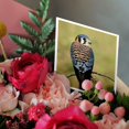 thumbnail image 3 of 3drose, Male American Kestrel Bird - Na02 Aje0261 - Adam Jones, 12 Greeting Cards with Envelopes, 3 of 7