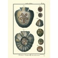 thumbnail image 2 of Diderot, Denis 24x32 White Modern Wood Framed Museum Art Print Titled - Sea Shells V, 2 of 4