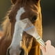thumbnail image 5 of ColoMX Cepillo de aseo para caballos, cepillo para vacas de granja, removedor de pelo de caballo, cepillo para pelo de ganado, cepillo para pelo de ganado, 5 of 7