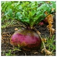 thumbnail image 2 of Everwilde Farms - 1 lb American Purple Top Rutabaga Seeds - Gold Vault Bulk Seed Packet, 2 of 3