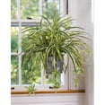 thumbnail image 6 of Expert Gardener 1PT Spider Plant Bicolor Green Foliage Plant Live Plant Partial Shade, 6 of 6