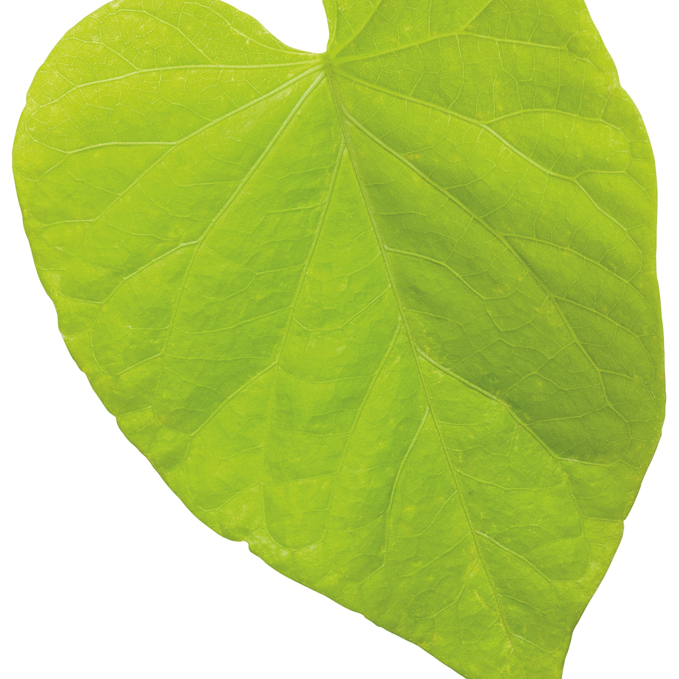 Proven Winners 4" Sweet Caroline Sweetheart Lime Sweet Potato Vine Live Plant in 4.25" Pot (4 Count)