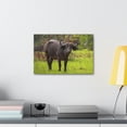 thumbnail image 4 of Majestic Water Buffalo Art Majestic Water Buffalo Print Animal Wall Art Wildlife Canvas Prints Wall Art Ready to Hang Unframed, 4 of 18